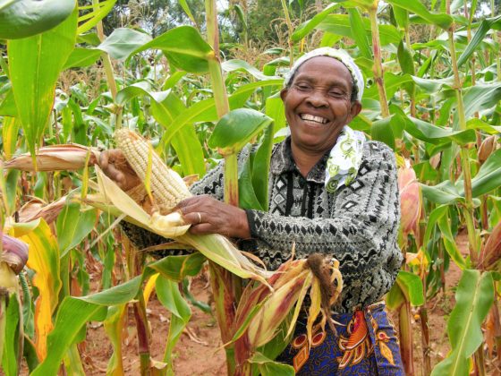 Kenya Gears Towards Post-Harvest Loss Reduction Plan in Africa - Talk ...