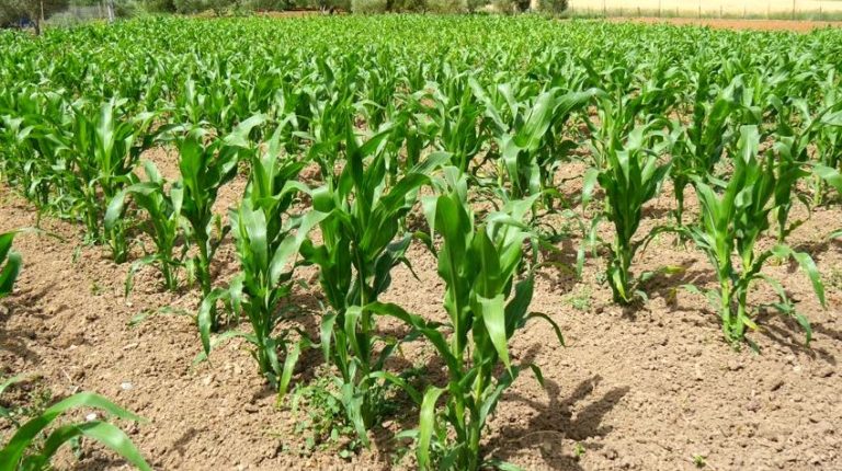 Opinion: Tribulations of Maize Farmers A Symptom of Industrial Fail in ...