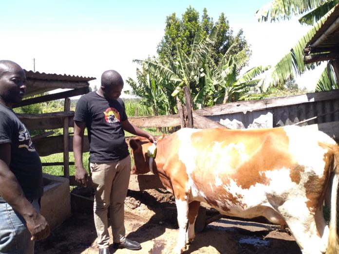 New Technology Set to Increase Milk Production in Kenya - Talk Africa